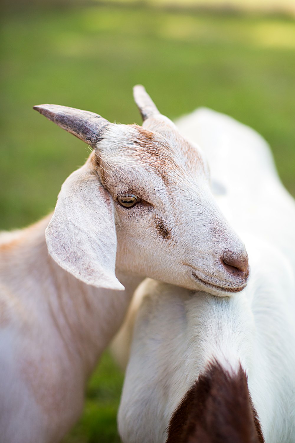 Healthy goat — FGW Quality goat feed by Al-Hafiz