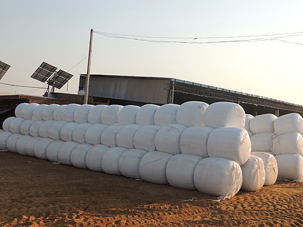 Corn silage wrapped bales for cattle feed