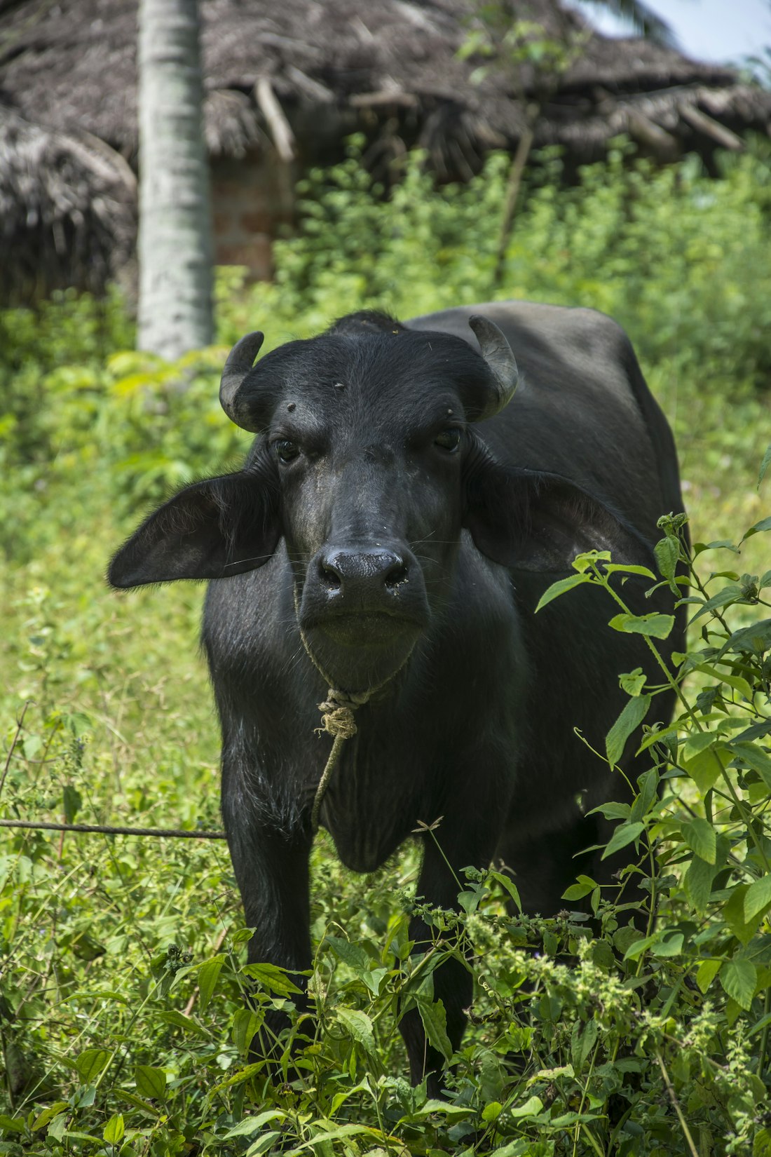 Healthy dairy buffalo