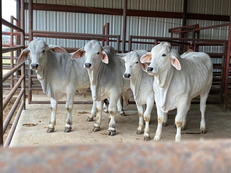 Brahman cattle at a Pakistani farm