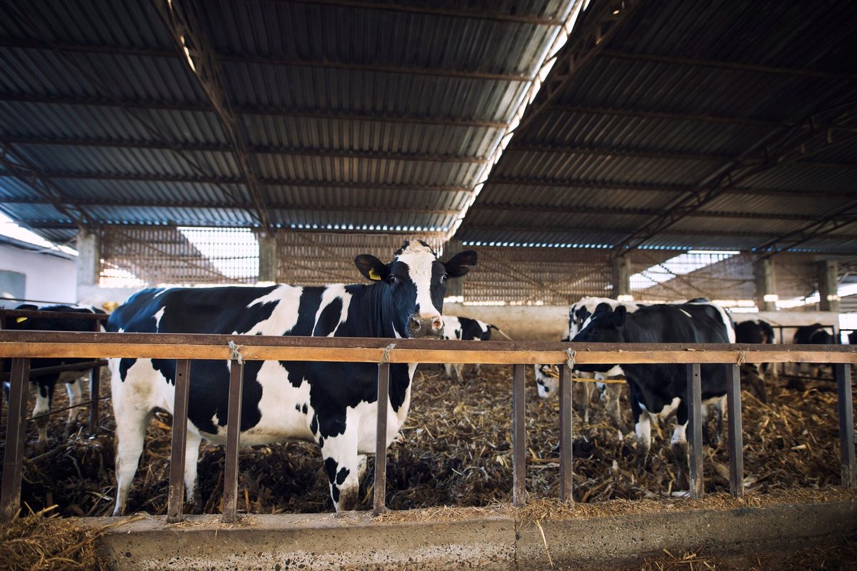 Holstein dairy cattle in a farm barn
