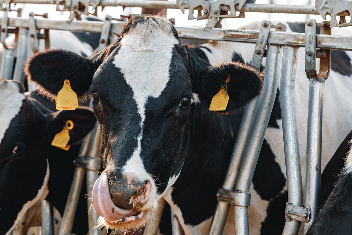 Holstein dairy cow at a feeding rail on a Pakistani farm