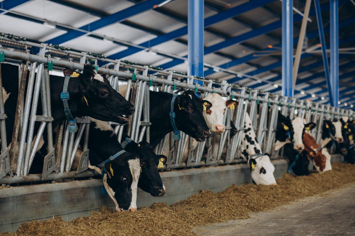 Row of dairy cows feeding in a modern cowshed