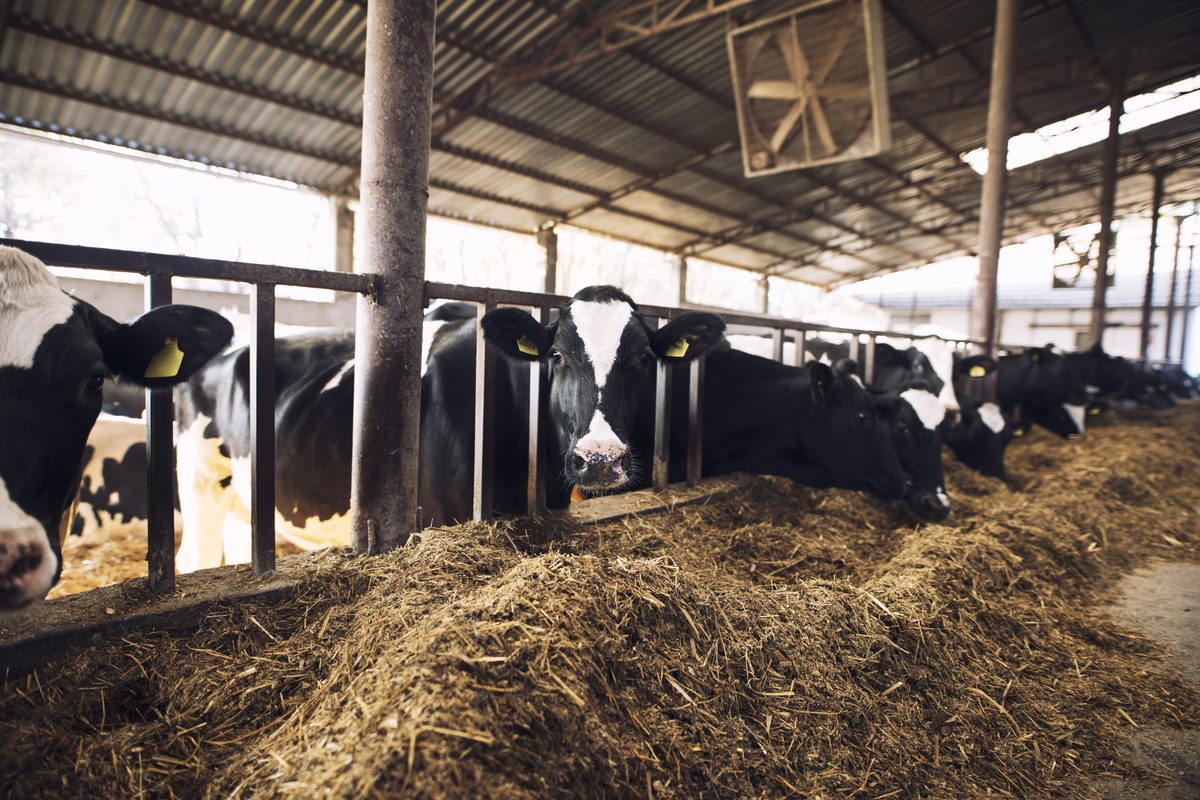 Dairy cattle feeding in a barn at an Al-Hafiz client farm